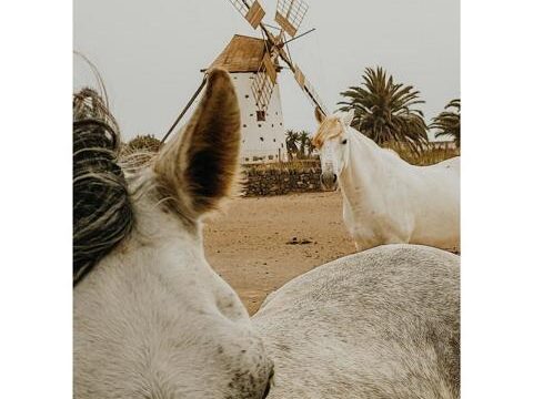 11 Tara, der Pferdehof für Achtsamkeit & Kommunikation