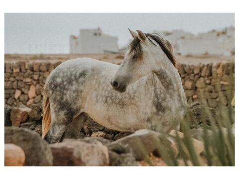14 Tara, la granja de caballos para la atención plena y la comunicación