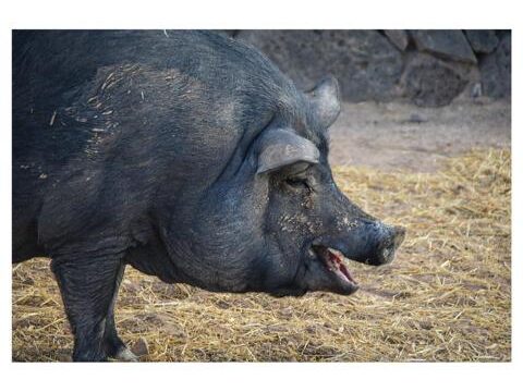 15 Tara, la granja de caballos para la atención plena y la comunicación