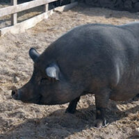 Eddie, Pünktchen & Babe