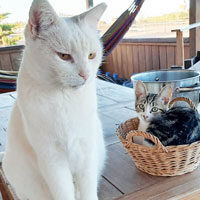 Gypsy, Roca, Mizu und die Katzen-Gang