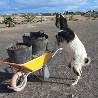 Roxy, Flocke, Erika & Karlchen